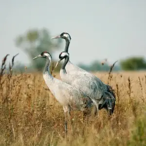 Common Crane photo