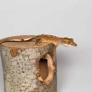 Crested Gecko: Tate