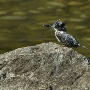 Crested Kingfisher - Bhutan_S4E9419
