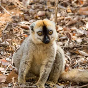 Crested Lemur