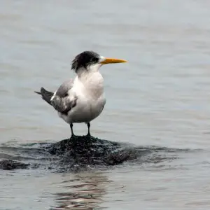 Crested Tern, Point Cook, Victoria Australia