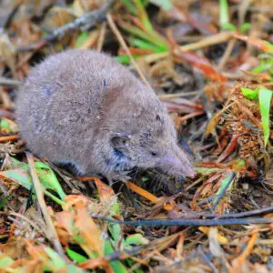Greater White-toothed Shrew (Crocidura russula)