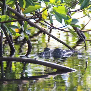 Crocodile 3 - Blackbird Caye - Belize 2016