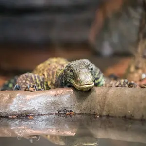 crocodile monitor