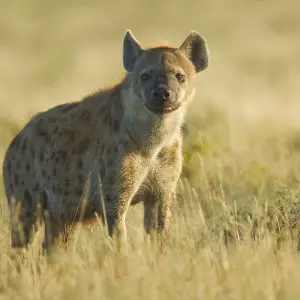 Spotted Hyena photo