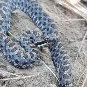 Crotalus pusillus - Facts, Diet, Habitat & Pictures on Animalia.bio