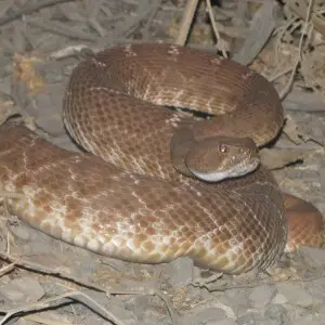 Red diamond rattlesnake (Crotalus ruber).
location: Dirt road from Irvine Park to Santiago Oaks Park in Orange, CA.  The snake was on the road, partially in the bushes, near the Villa Park, Dam.
identification: http://www.californiaherps.com/snakes/pages/