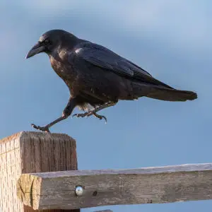 Crow Landing on Fence Post