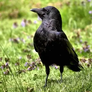 Carrion Crow photo