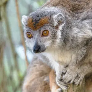 Crowned lemur 2016-01-08-00847