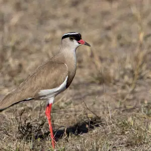 Crowned Lapwing (Vanellus coronatus) at Sand Game Reserve, South Africa