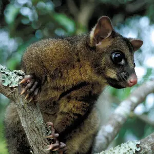 Common Brushtail Possum photo