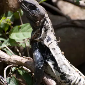 Iguana negra en la zona de playa escobilla Oaxaca, M?xico