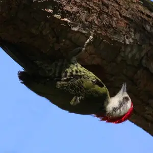 Cuban green woodpecker (Xiphidiopicus percussus percussus) juvenile