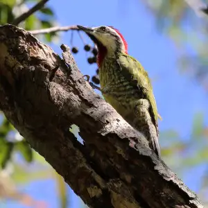 Cuban green woodpecker (Xiphidiopicus percussus percussus) male, Cuba