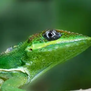 Cuban Knight Anole: 20 inches long