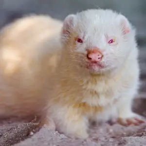 Cute albino ferret