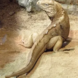 Cyclura nubila in ZOO D???n, 28th September 2009