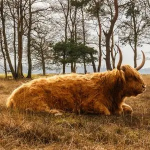 Highland Cattle photo