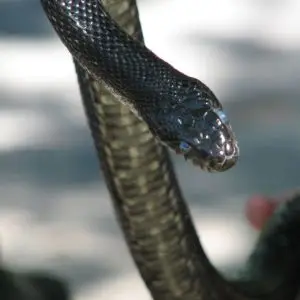 Eastern Rat Snake photo