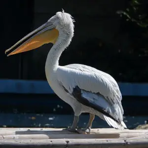 Dalmatian pelican (AP4N1292 1-1PT-1)
