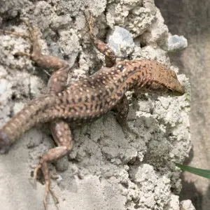 Spiny-Tailed Lizard (Darevskia rudis). Espiye - Giresun, Turkey.
