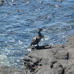 Day 6 Fernandina, Punta Espinosa:  Flightless Cormorant