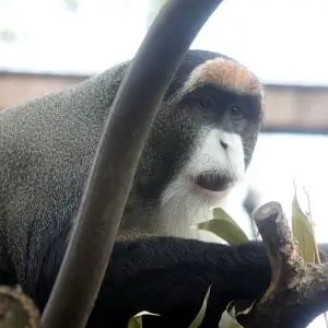 De Brazza's Monkey, Oregon Zoo