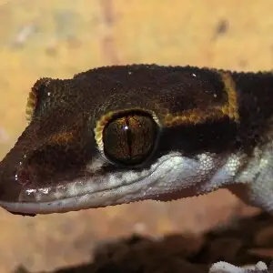 Deccan Banded Gecko Geckoella deccanensis. Clicked by Dr. Raju Kasambe in BNHS Conservation Education Centre, Goregaon, Mumbai. Sanjay Gandhi National Park.