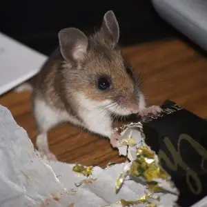 Deer mouse hitting the chocolate jackpot