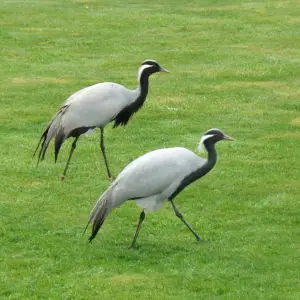 Demoiselle cranes