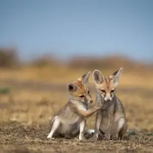White-footed Fox pups playing with each other at Little Rann of Kutch