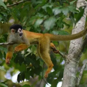 Central American Squirrel Monkey photo
