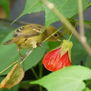 Diglossa sittoides or Rusty flowerpiercer female, Together with the genus Diglossopis, they form a group known as flowerpiercers because of their habit of piercing the base of flowers to access nectar that otherwise would be out of reach. This is done wit