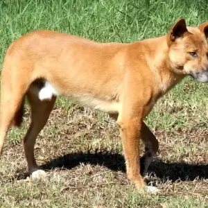 Wild Dingo (Canis lupus dingo) at Mungo Brush, Myall Lakes National Park, Australia.