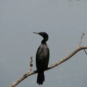 Diyakawa (Indian Cormorant)