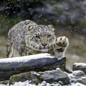 Djamila with paw up
