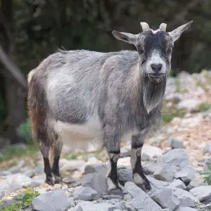 Wild Goat photo