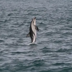 Dolphin Acrobatics