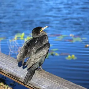 DOUBLE-CRESTED CORMORANT #2