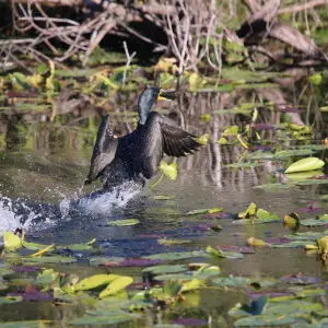 DOUBLE-CRESTED CORMORANT #3