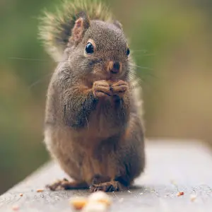 Douglas squirrel in Stanley Park, eating