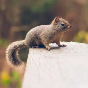 Douglas squirrel in Stanley Park