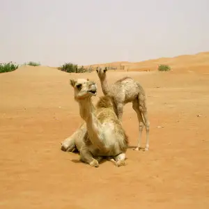 Dromedary Camel photo