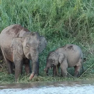Borneo Elephant photo