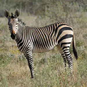 DSC07099 - Etosha HMZ