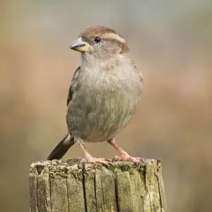 house sparrow female winter