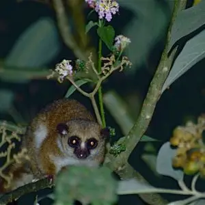 Greater Dwarf Lemur photo
