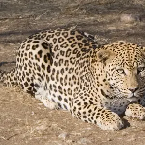 Kauernder Leoparde