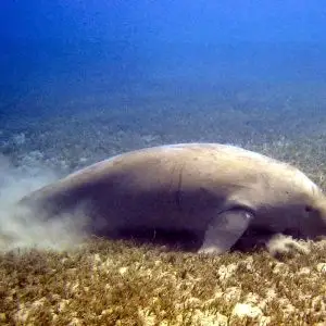 Dugong - Facts, Diet, Habitat & Pictures on 